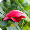Natural Botanical Biotin