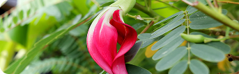 Natural Botanical Biotin